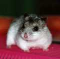 hamster chinois