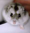hamster russe